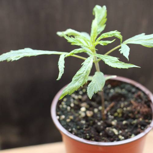 Chocolope - Feminized - Crop King Seeds. Week 3