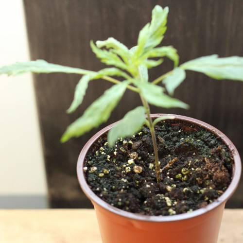 Chocolope - Feminized - Crop King Seeds. Week 3