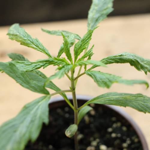 Chocolope - Feminized - Crop King Seeds. Week 3