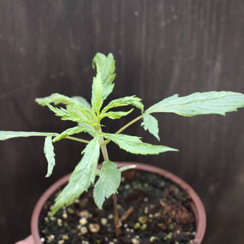 Chocolope - Feminized - Crop King Seeds. Week 3