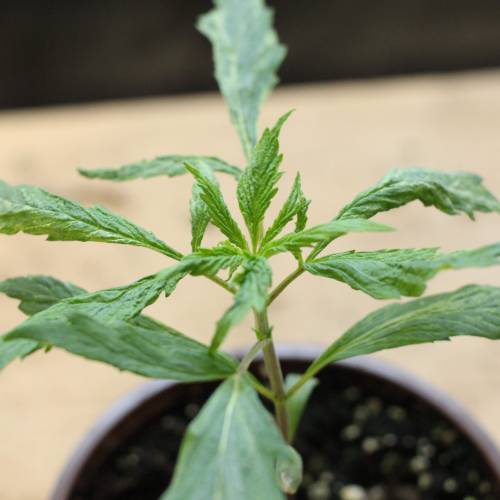 Chocolope - Feminized - Crop King Seeds. Week 3