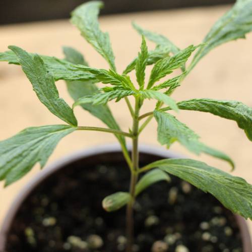 Chocolope - Feminized - Crop King Seeds. Week 3