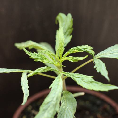 Chocolope - Feminized - Crop King Seeds. Week 3