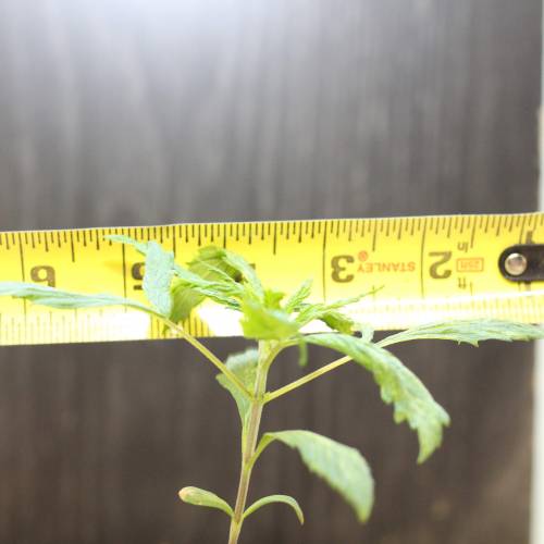 Chocolope - Feminized - Crop King Seeds. Week 3