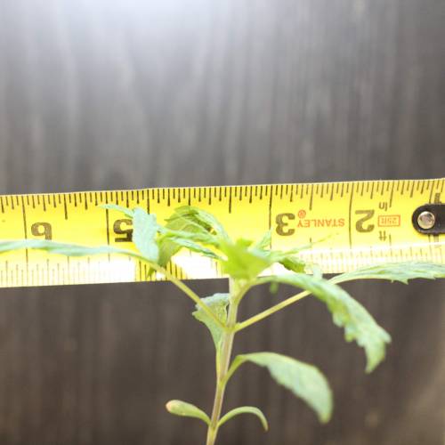 Chocolope - Feminized - Crop King Seeds. Week 3