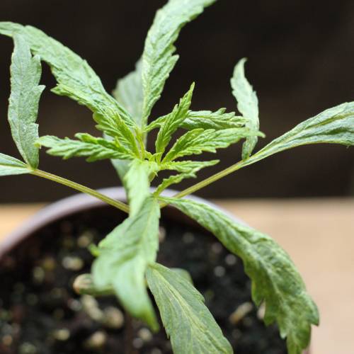 Chocolope - Feminized - Crop King Seeds. Week 3