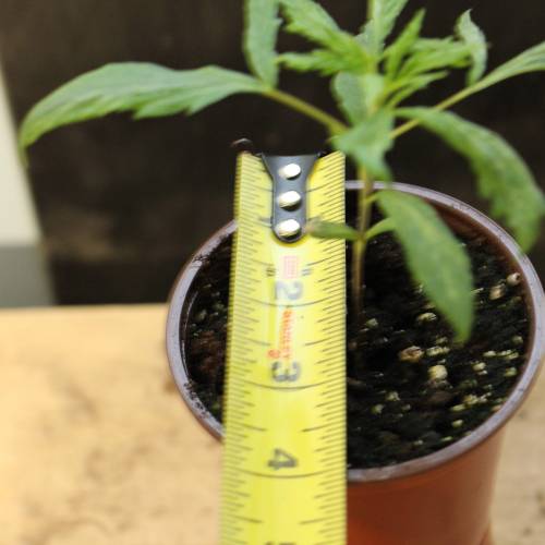 Chocolope - Feminized - Crop King Seeds. Week 3