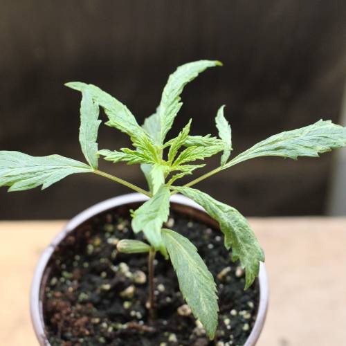 Chocolope - Feminized - Crop King Seeds. Week 3