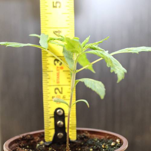Chocolope - Feminized - Crop King Seeds. Week 3
