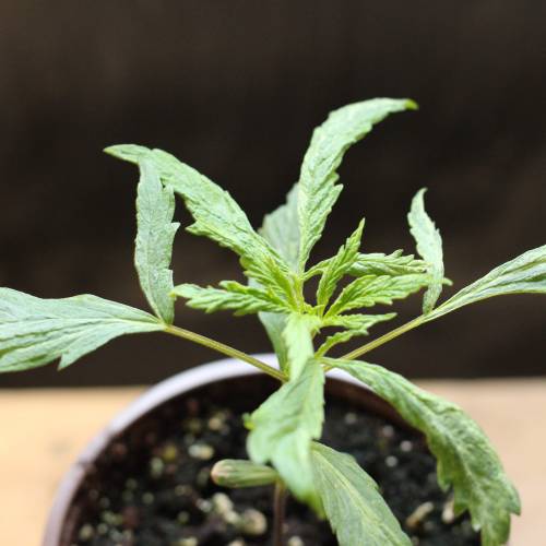 Chocolope - Feminized - Crop King Seeds. Week 3
