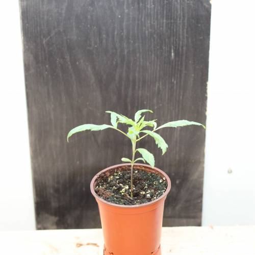 Chocolope - Feminized - Crop King Seeds. Week 3