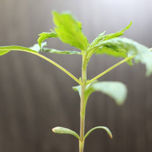 Chocolope - Feminized - Crop King Seeds. Week 3