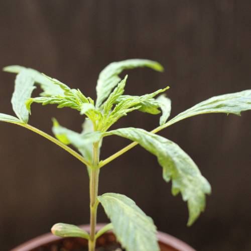 Chocolope - Feminized - Crop King Seeds. Week 3