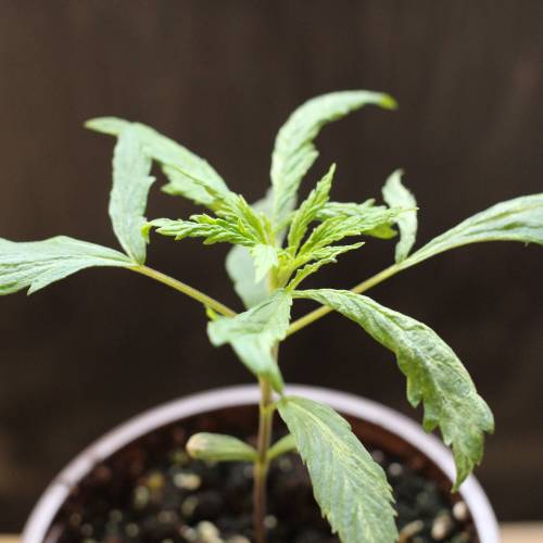 Chocolope - Feminized - Crop King Seeds. Week 3