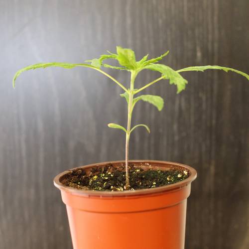 Chocolope - Feminized - Crop King Seeds. Week 3