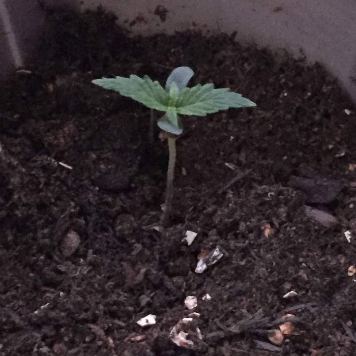 Gelato Cookie D’oh Ope Auto First Grow. Week 1 - Day 6 