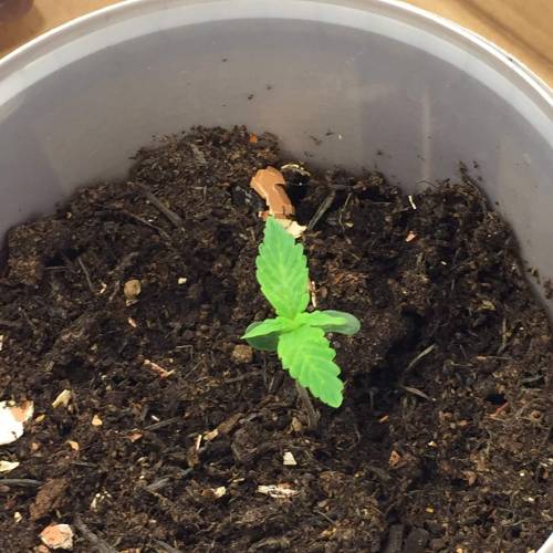 Gelato Cookie D’oh Ope Auto First Grow. Week 2 - Day 8