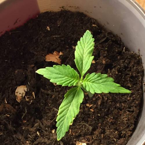 Gelato Cookie D’oh Ope Auto First Grow. Week 2 - Day 12