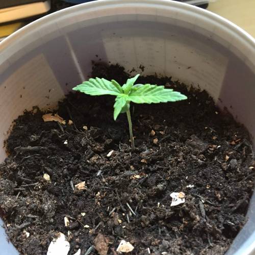 Gelato Cookie D’oh Ope Auto First Grow. Week 2 - Day 10