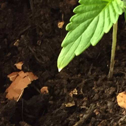 Gelato Cookie D’oh Ope Auto First Grow. Week 2 - Day 12 some sort of burn on the lower leaves