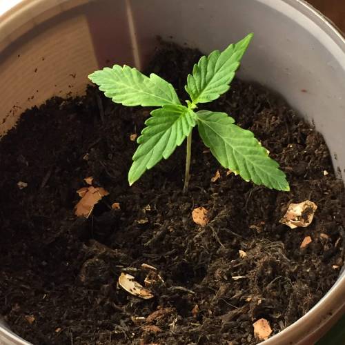 Gelato Cookie D’oh Ope Auto First Grow. Week 2 - Day 12