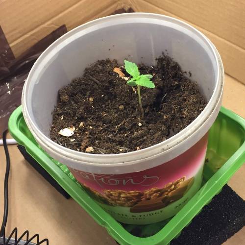 Gelato Cookie D’oh Ope Auto First Grow. Week 2 - Day 8