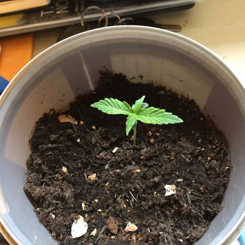 Gelato Cookie D’oh Ope Auto First Grow. Week 2 - Day 10