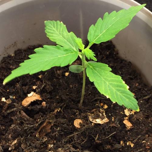 Gelato Cookie D’oh Ope Auto First Grow. Week 2 - Day 14 I think the burn was due to my light dropping in height so I’ve raised it back again hopefully this fixes it.