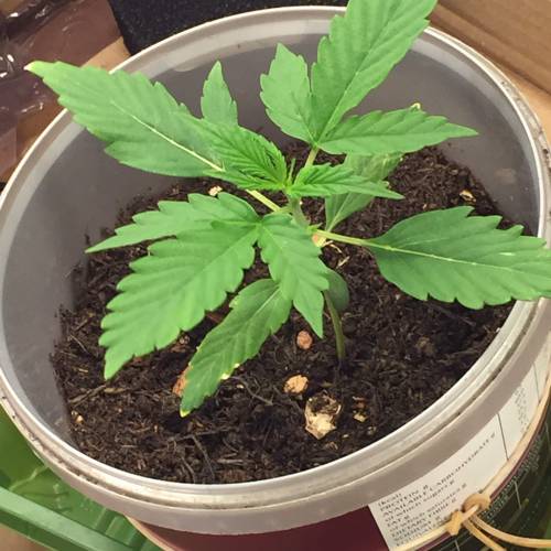 Gelato Cookie D’oh Ope Auto First Grow. Week 3