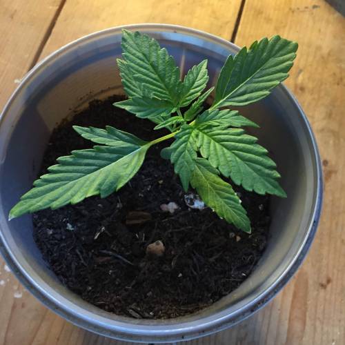Gelato Cookie D’oh Ope Auto First Grow. Week 3