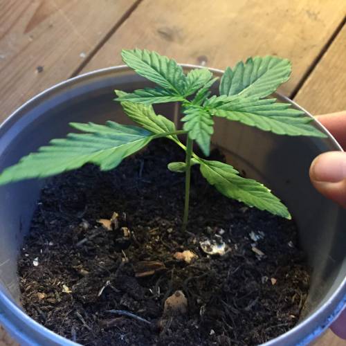 Gelato Cookie D’oh Ope Auto First Grow. Week 3