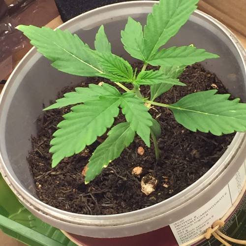 Gelato Cookie D’oh Ope Auto First Grow. Week 3