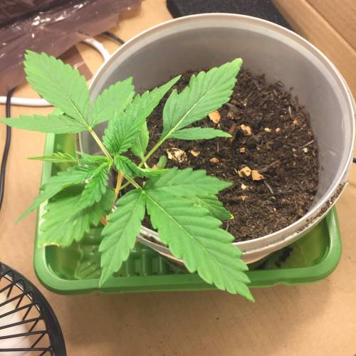 Gelato Cookie D’oh Ope Auto First Grow. Week 3 - Start of LST