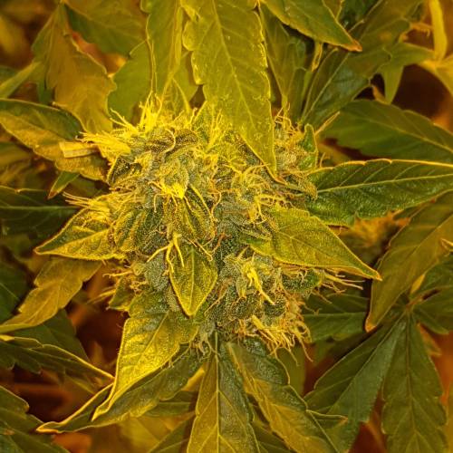 Gorrila glue auto . Week 9