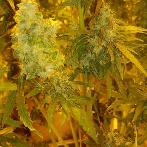 Gorrila glue auto . Week 9