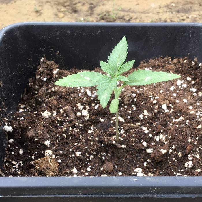 royal gorilla. Week 2