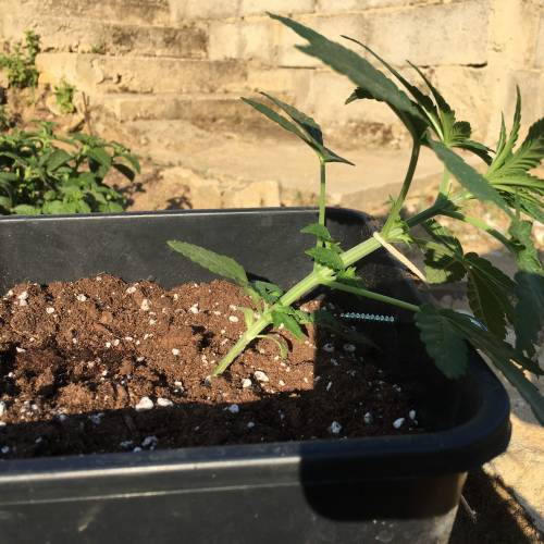 royal gorilla. Week 3 - start LST