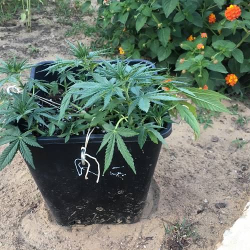 royal gorilla. Week 8