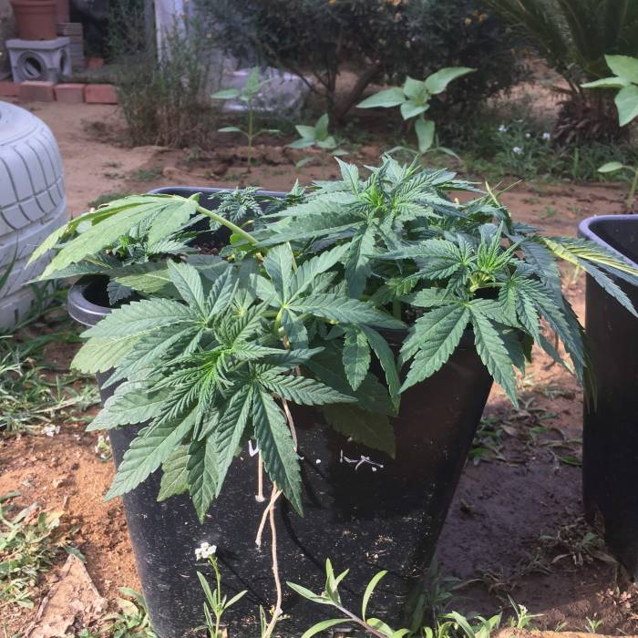 royal gorilla. Week 7