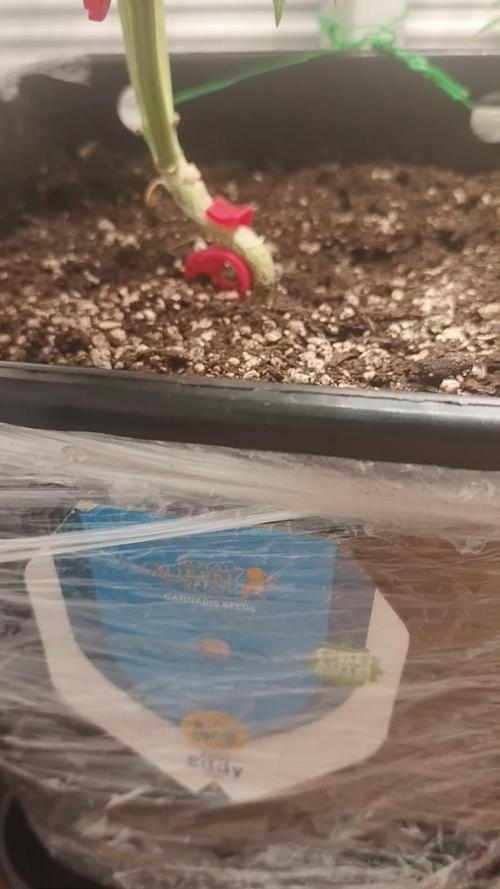 Mini Grow Box