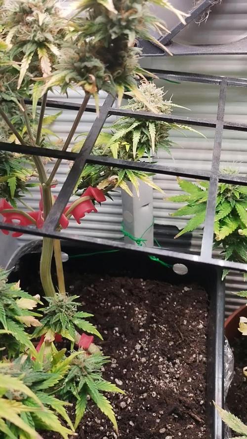 Mini Grow Box