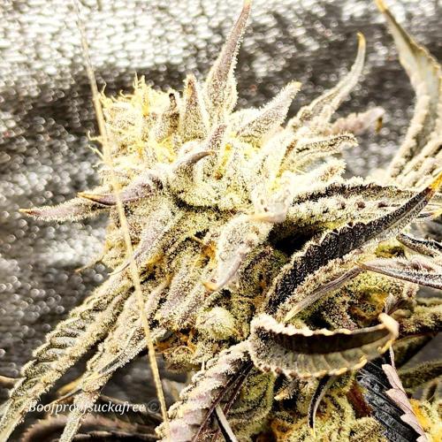 Iced Out. Week 8 - Blueberry Faygo 