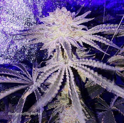 Iced Out. Week 8 - Blueberry Faygo 