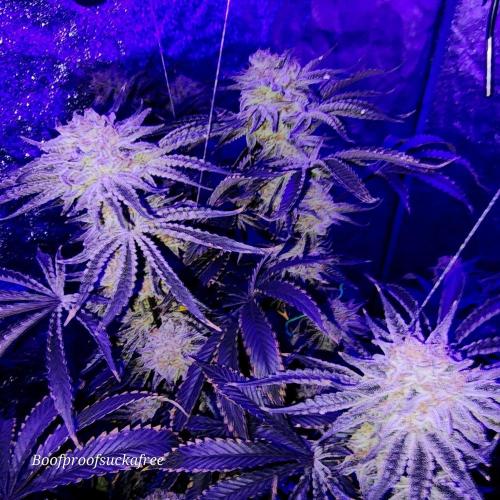 Iced Out. Week 8 - Blueberry Faygo 