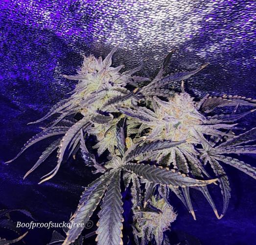 Iced Out. Week 8 - Blueberry Faygo 