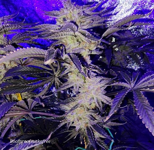 Iced Out. Week 8 - Blueberry Faygo 