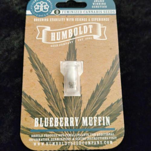Project Bluebird Declassification.. Week 0 - Humboldt Seed Company Blueberry Muffin (Purple Panty Dropper x Razzle Berry). 