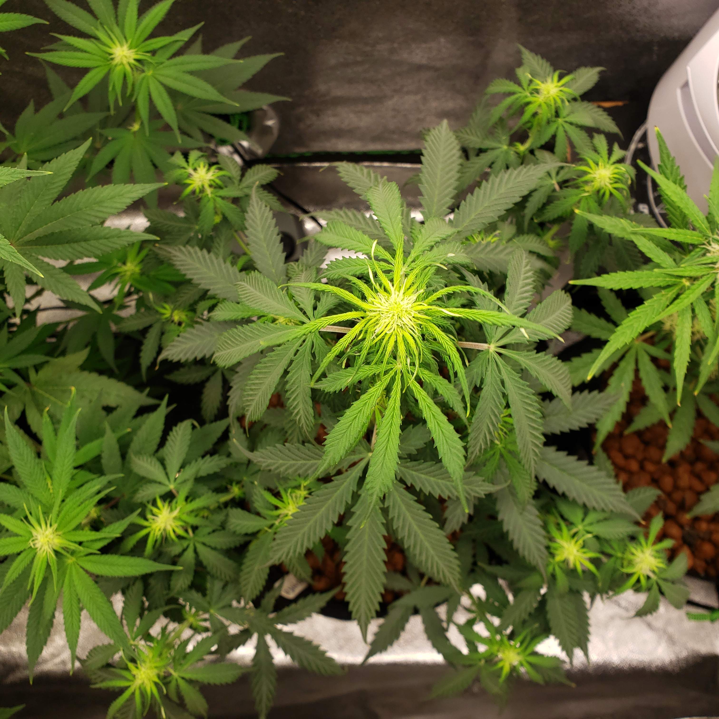 mijloace de la vehiculele varicoase pe aiherb