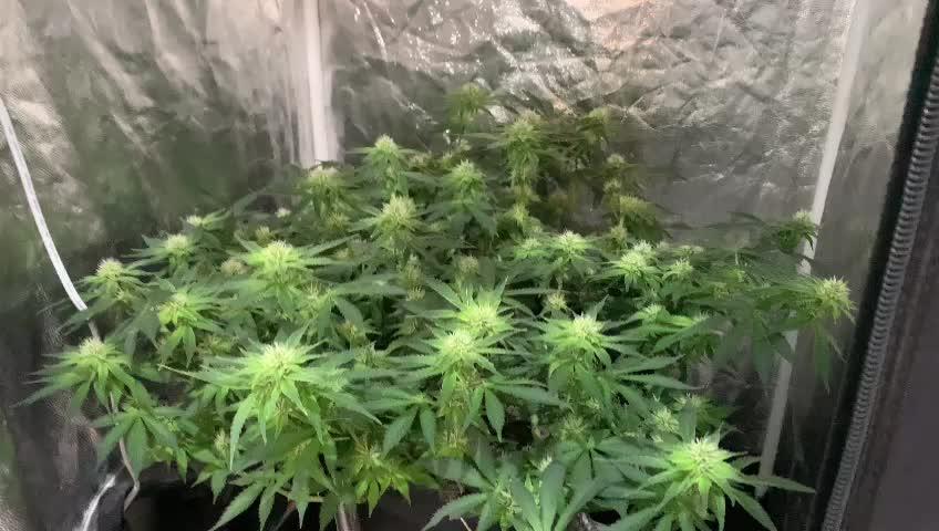 KING KONG
