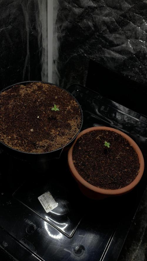 MISSION IMPOSSIBLE 24K GOLD. Week 1